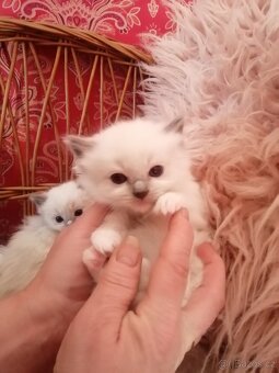 Ragdoll - 7