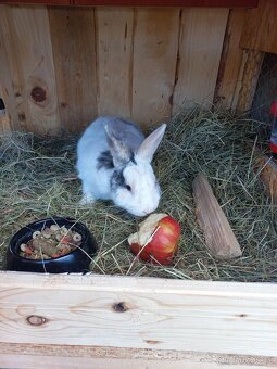 Daruji polozakrslého králíka - 7