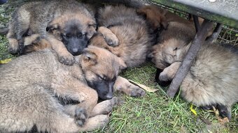 Šťěňata ovčáka - 7