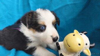 Border kolie štěňata - 7