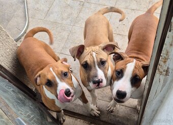 Americký stafordšírský teriér s PP - 7