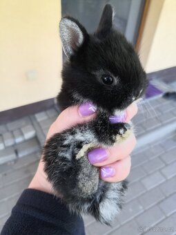 Zakrslý králík bílopesíkatý černý (samička, sameček) - 7