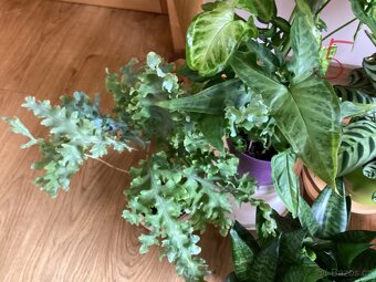 Pokojové kvetiny - 7