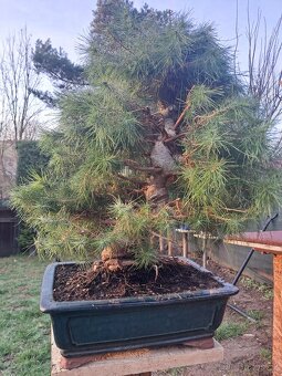 Bonsai Borovice - 7