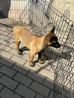 Belgický ovčák Malinois - 7