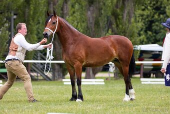 Odznakový Welsh cob - hřebeček (možnost luxusní páry) - 7