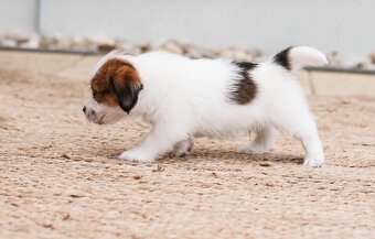 Jack Russell teriér s PP - 7