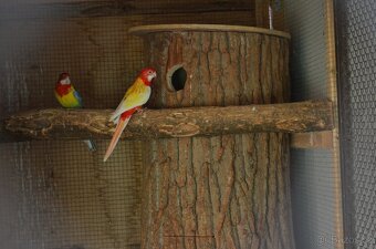 Prodám Rosela pestrá - 7