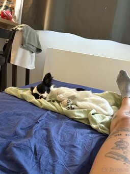 Dlouhosrstá čivava - 7