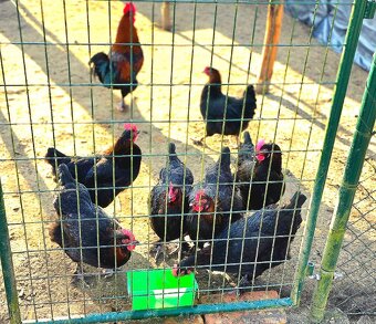 Násadová vejce a kuřátka Maranska - 7