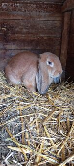 Francouzský  beran - 7