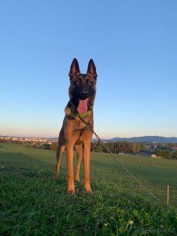 Belgický ovčák - malinois s PP - 7