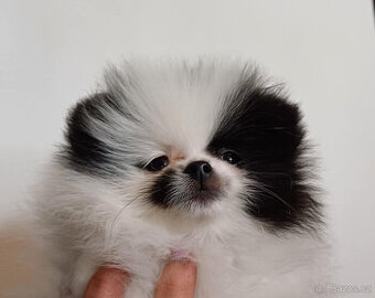 Pomeranian fenka s PP - 7
