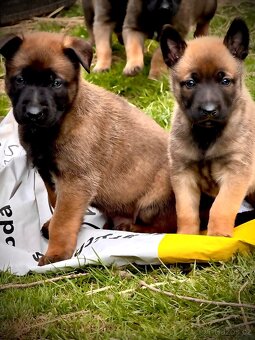 BELGICKÝ OVČÁK MALINOIS - ŠTĚŇATA - 7