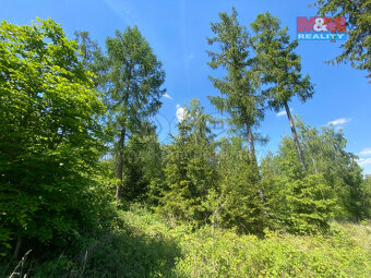 Prodej lesa, 15167 m², Kropáčova Vrutice - 7