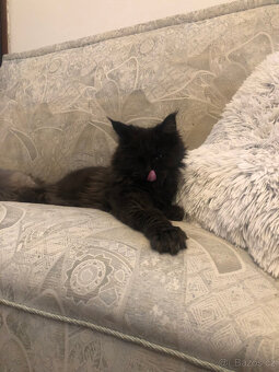 Mainská mývalí s PP - 7