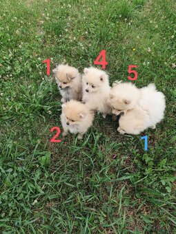 Špic pomeranian štěňátka - 7