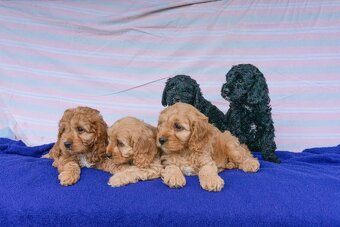 Cavapoo - 7