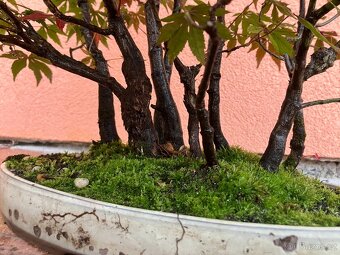 Bonsai, Bonsaj, japonský javor, lesík - 7