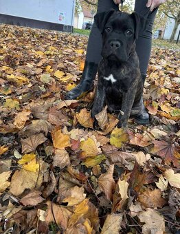 Cane Corso bez PP - 7