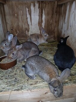 Králíci 2 a půl měsíce - 7