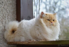 Sibiřská kočka - Něvská Maškaráda s PP - 7