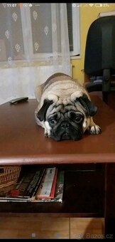 Tříletý Mops ke krytí - 7
