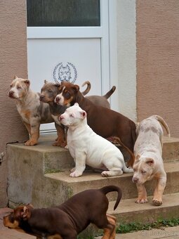 American Bully XL/XXL - 7