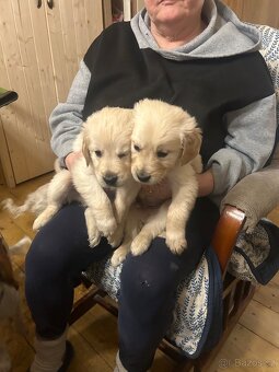 Zlatý retrívr bez PP - 7