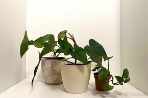 Epipremnum scindapsus šplhavnik šplhavnice - 7