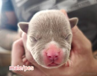 American Bully XL originální původní krev rodokmen ABKC USA - 7