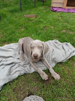 Výmarský ohař - fenka s PP - 7