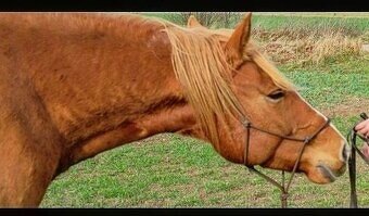 Vycvičený mladý valach - 7