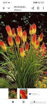 Prodám přebytky rostlin - 7