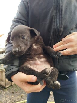 Štěňátka - 7
