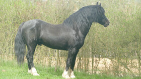 Welsh pony of cob type - připouštění - 7