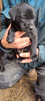 Štěňata labrador - 7