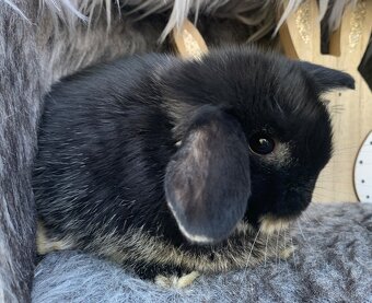 ❤️❤️Minilop Kralicek Beránek mimi - 7