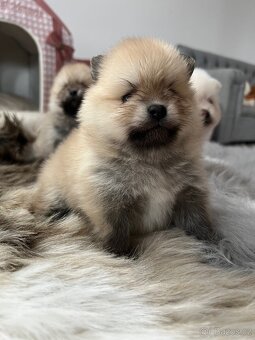 Štěňátka Pomeranian s PP (FCI) - 7