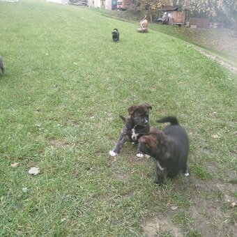 Fenky křížené akita inu - 7