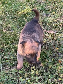 Belgický ovčák Malinois X německy ovčák - 7