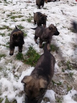 Německý ovčák - 7