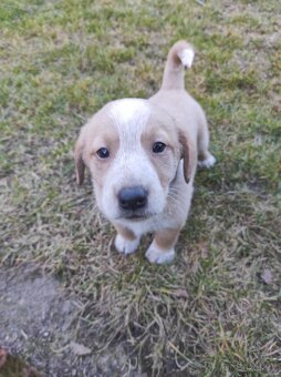 Prodej  štěňat - 7