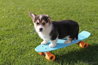 Welsh corgi pembroke s PP - 7