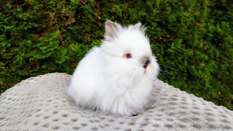 Zakrslý králík, králíček (TEDDY)- ONDŘEJ A OTA - 7