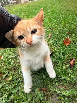 Nový domov pro koťátka - 7