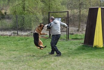 Německý ovčák štěňata - Rokycany - 7