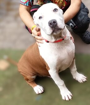 Americký stafordšírský teriér št. pejska s PP k odběru - 7