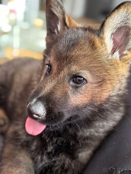 Prodej psa ( štěně ) - 7