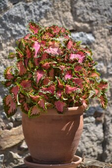 Africké kopřivy coles - 7